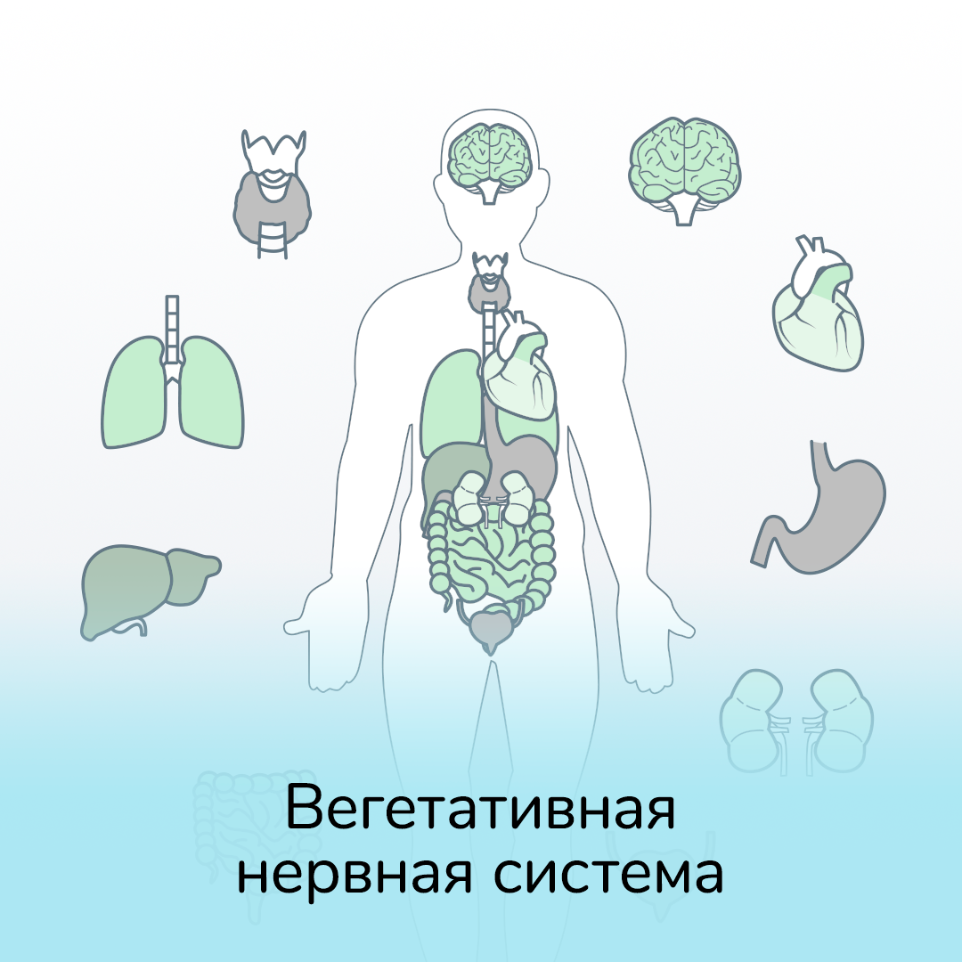 vegetativnaya-nervnaya-sistema